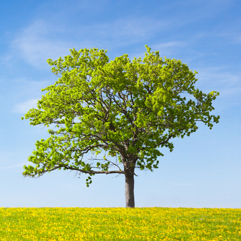 A green tree in a field of yellow flowers.