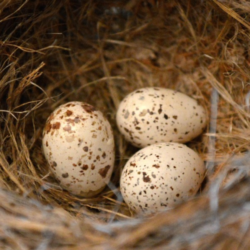 Cream and brown birds' eggs in a nest.