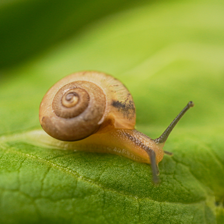 A brown snail on a green leaf.