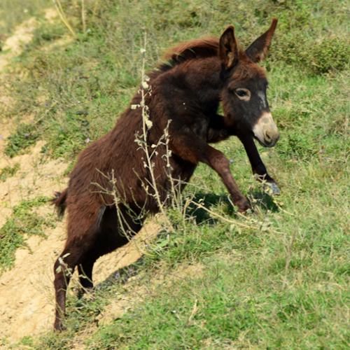A donkey climbing up a hill.