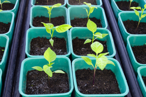 Small pepper seedlings in turquoise pots.