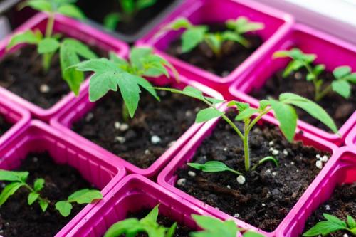 Small tomato seedlings in pink pots.