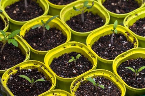 Small tomato seedlings in yellow pots.