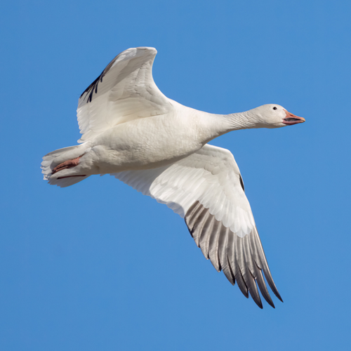 A white goose flying against a blue sky.