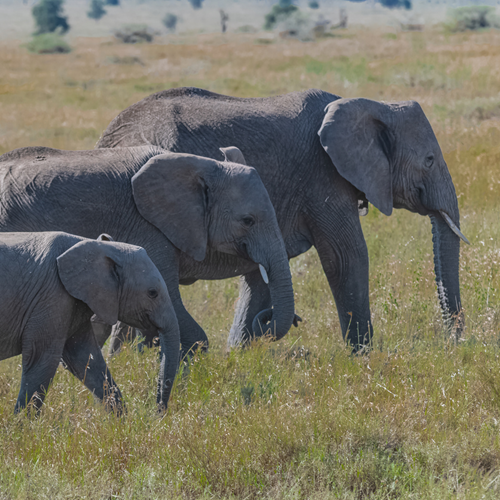 Three elephants of different sizes walking side-by-side.
