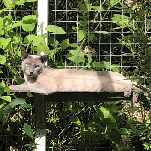 A cat in an outdoor enclosure.
