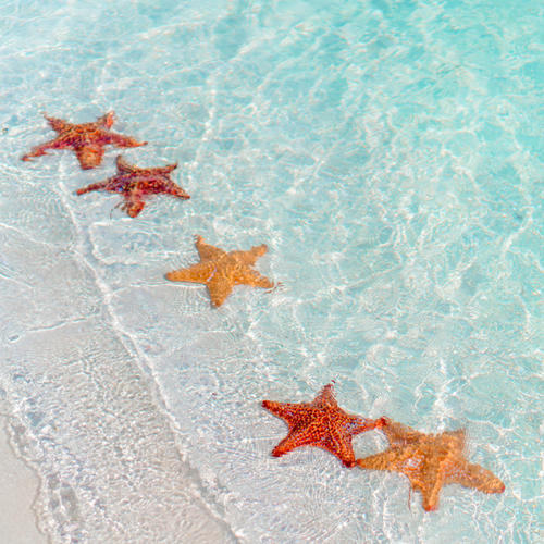 Five red starfish in shallow sea water.
