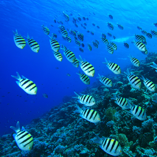 Black striped fish swimming down towards a coral reef.