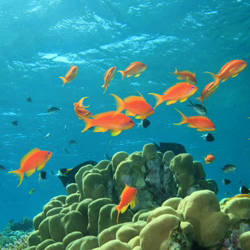 Orange fish swimming around a coral reef.