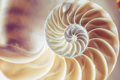 A spiral inside a shell.