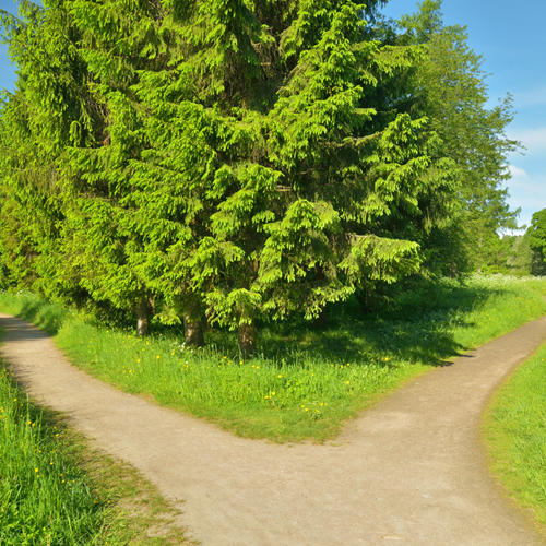 A tree with a different path either side of it.