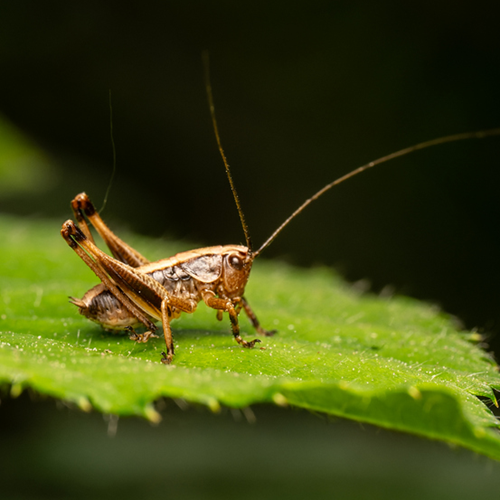 A cricket on a leaf.