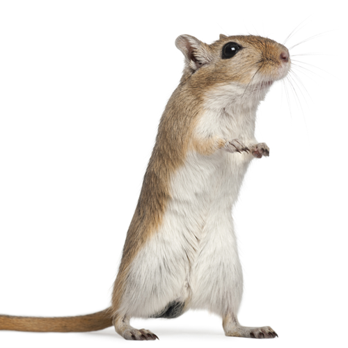 A gerbil standing on its back legs.