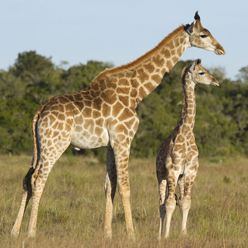 A giraffe with its calf.