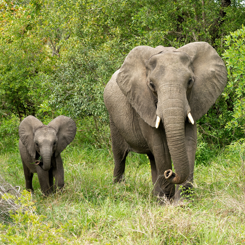 An elephant with its calf.