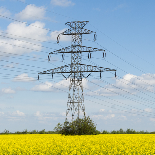 An electrical pylon in a field of yellow flowers.