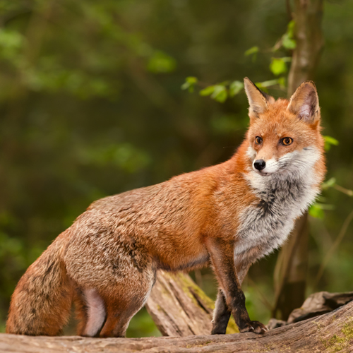 A red fox standing on a log.