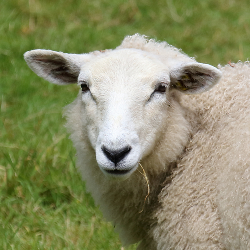 A sheep standing in a field.