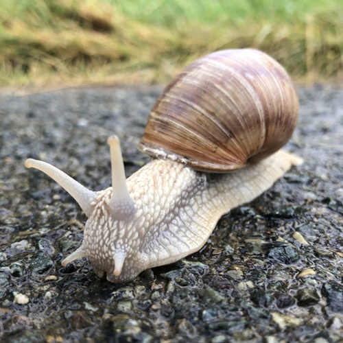 A snail on a road.