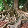 Rational Roots