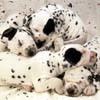 Dalmatians