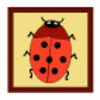 Ladybird Box