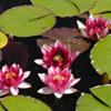 Water lilies