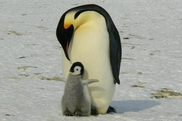 penguin parent and chick