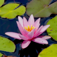 Water lily and lily pads.