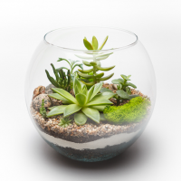 Succulents growing in a glass vase.