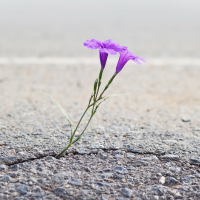 Two purple flowers growing out of a crack in the pavement.