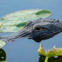 The top of an alligator's head above water, surrounded by lily pads.