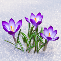 Purple crocuses in the snow.