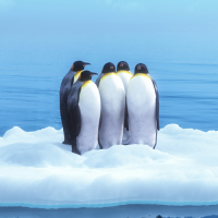 Five penguins huddled together on a piece of ice.