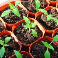Small pepper seedlings in orange pots.