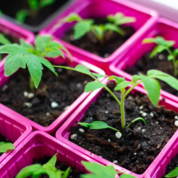 Small tomato seedlings in pink pots.