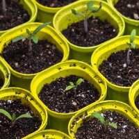 Small tomato seedlings in yellow pots.