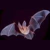 Bat Wings