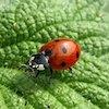 Ladybird Count