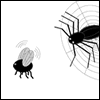 The Spider and the Fly